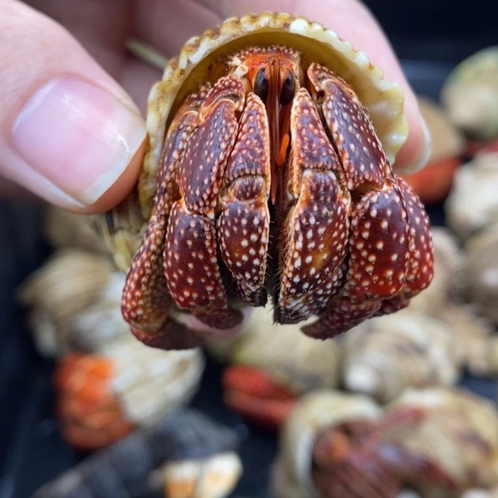 特价商品斐济草莓