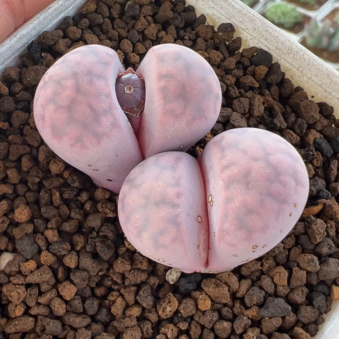 751多肉植物种类多样