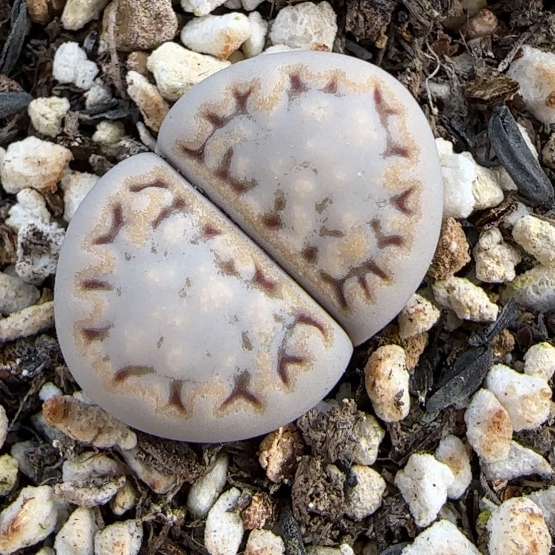 12.4.c215饼干.9054尺寸1.9cm