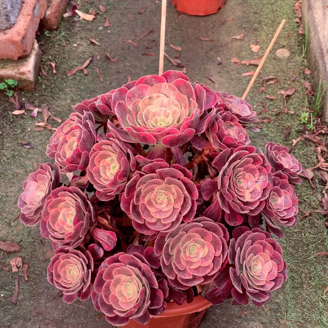 爱神捧花，有点微瑕