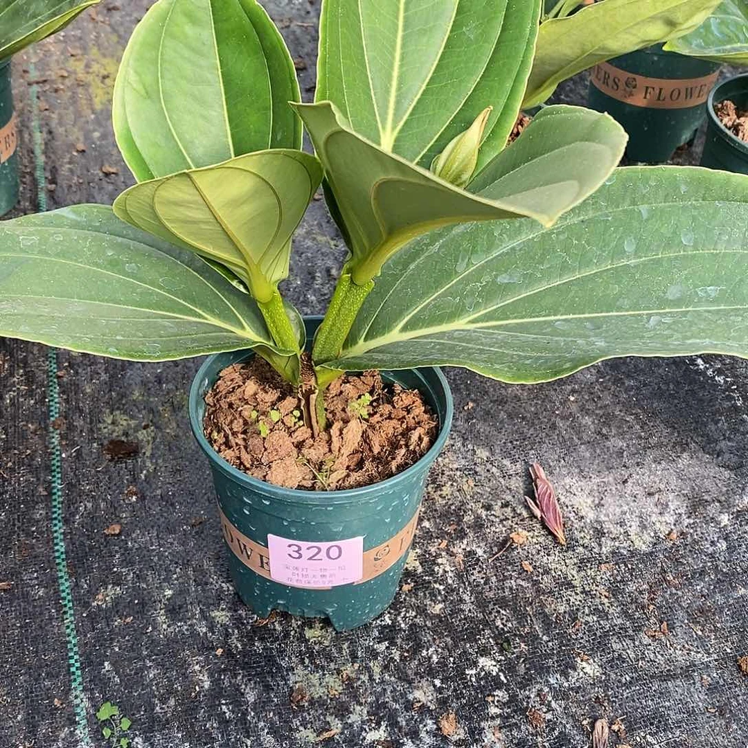 娅木本花卉320宝莲灯