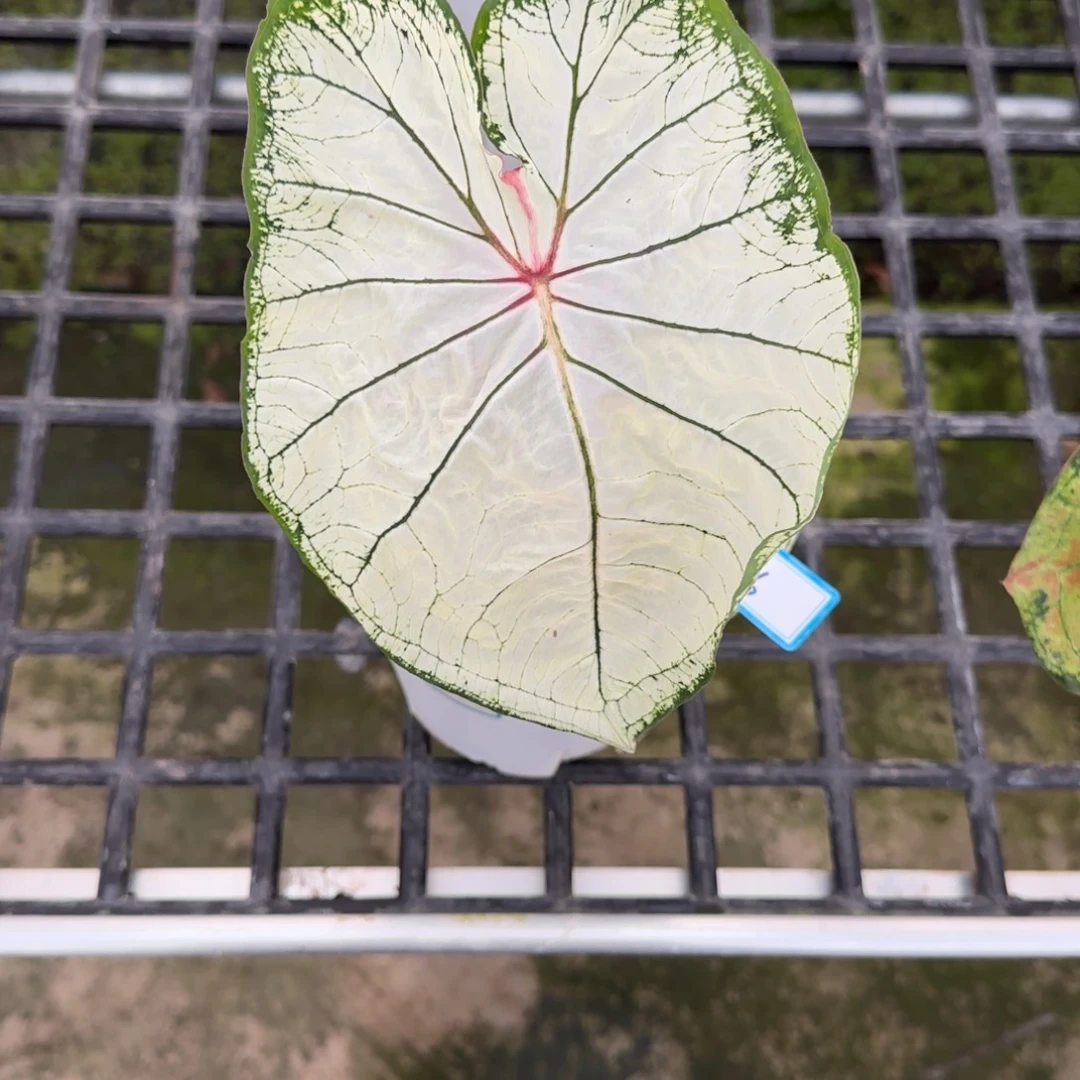 完全开放36莫妮卡不包叶损不包球