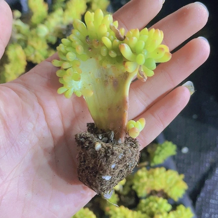 精品春萌缀化多肉植物