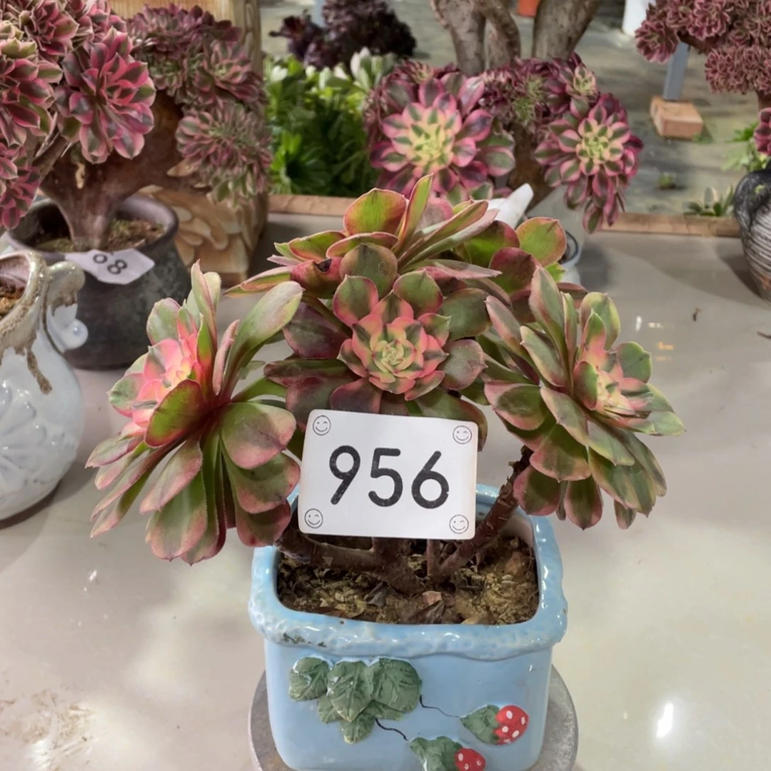 956荔枝朵朵         多肉