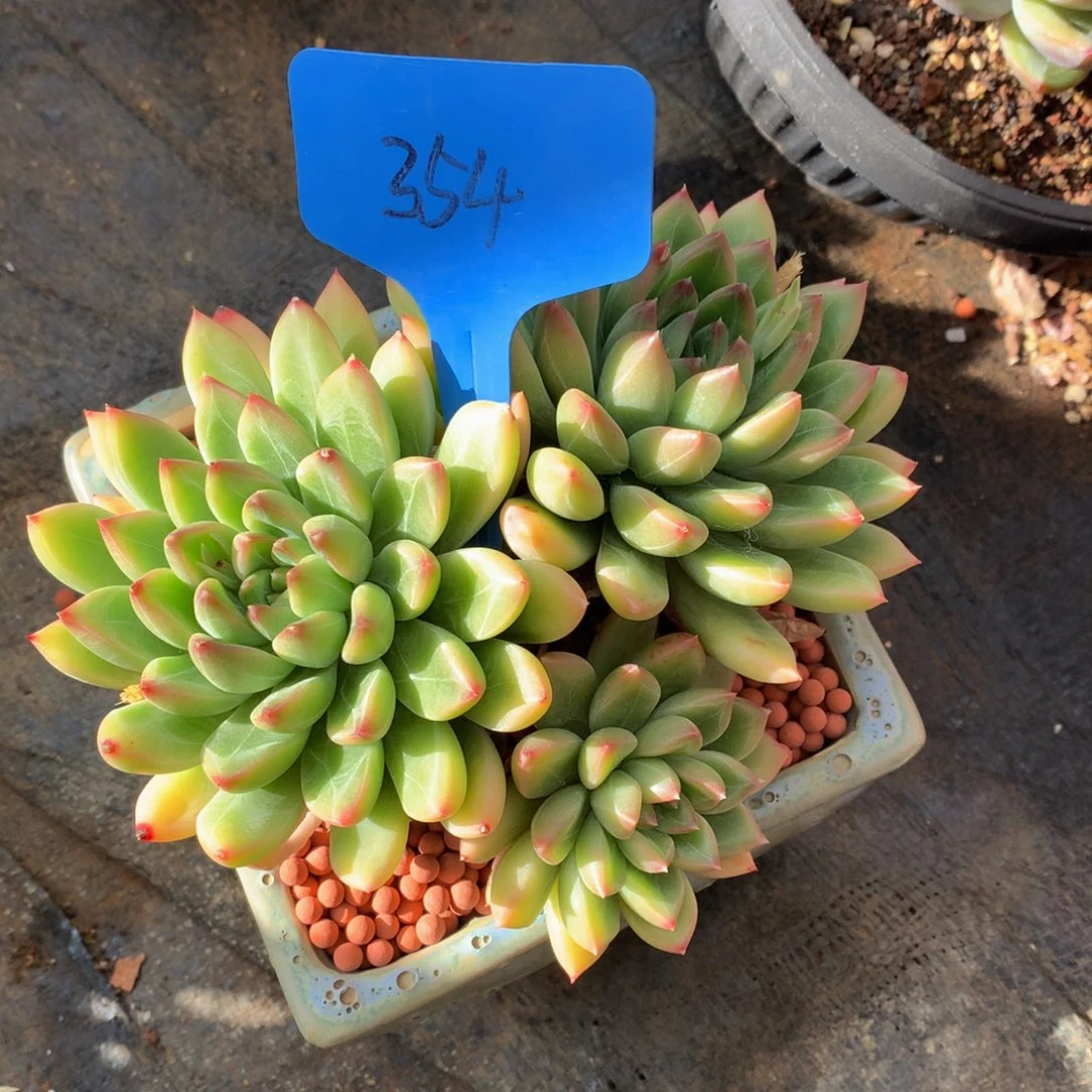 美人系列72727272772277