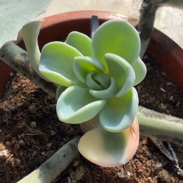 一颗美尻锦带嫁接木