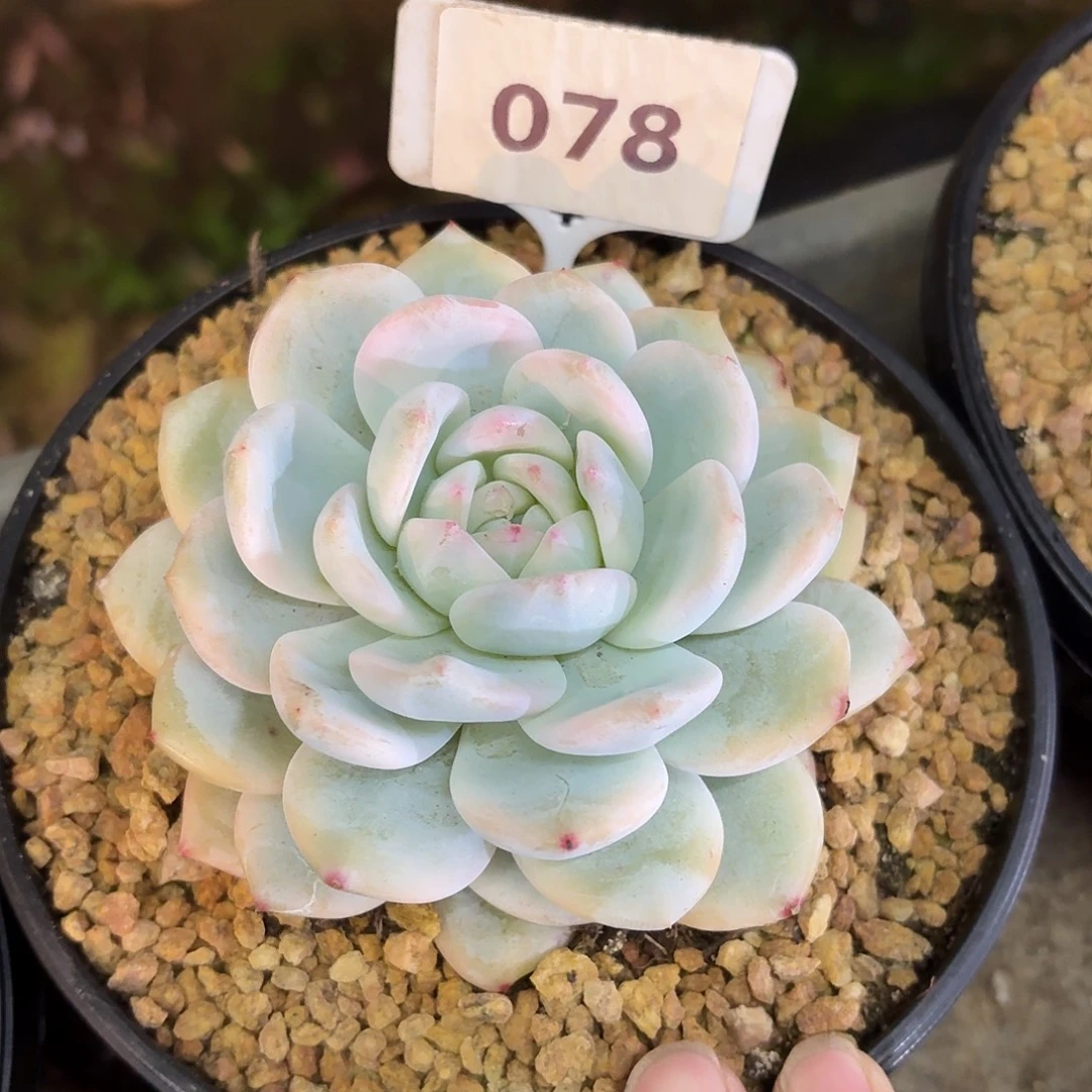 星颖锦8888888888888888