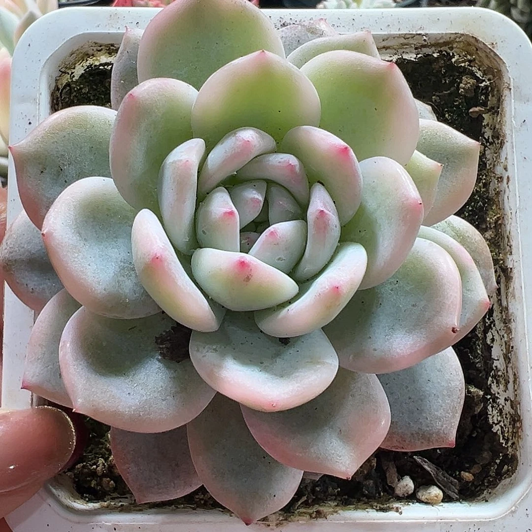 满38包邮橙梦露锦