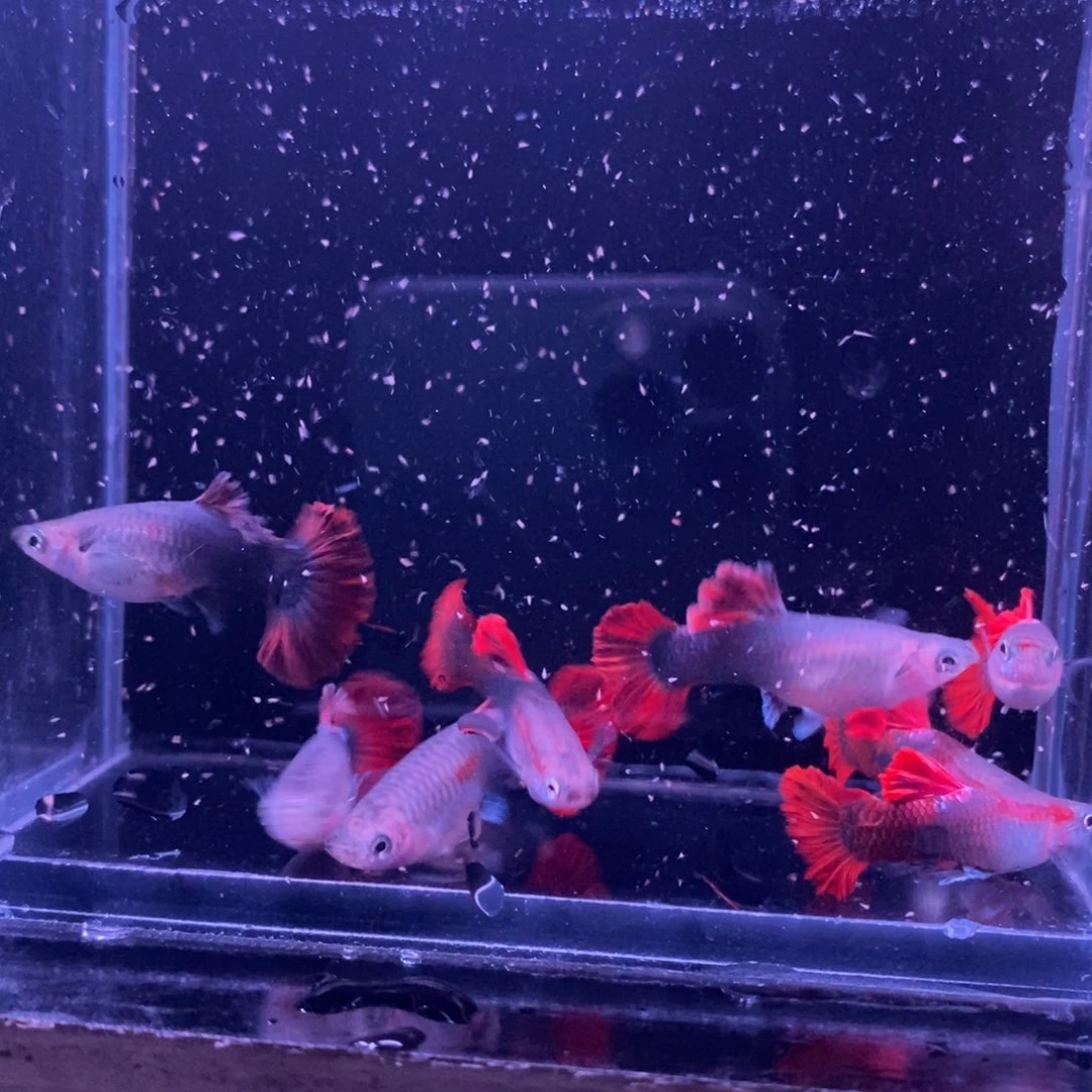 孔雀鱼菊花帆压成四对