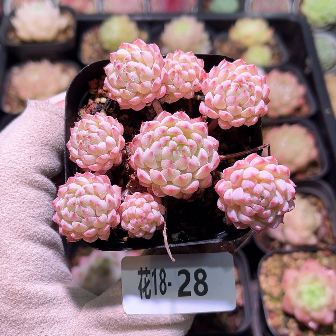 花利美18-28小粉莓