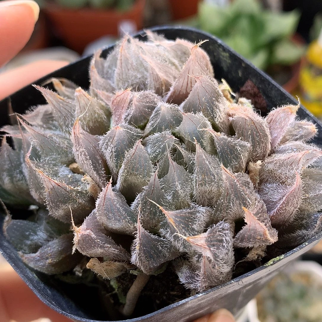 毛玉露带盆土发货tul