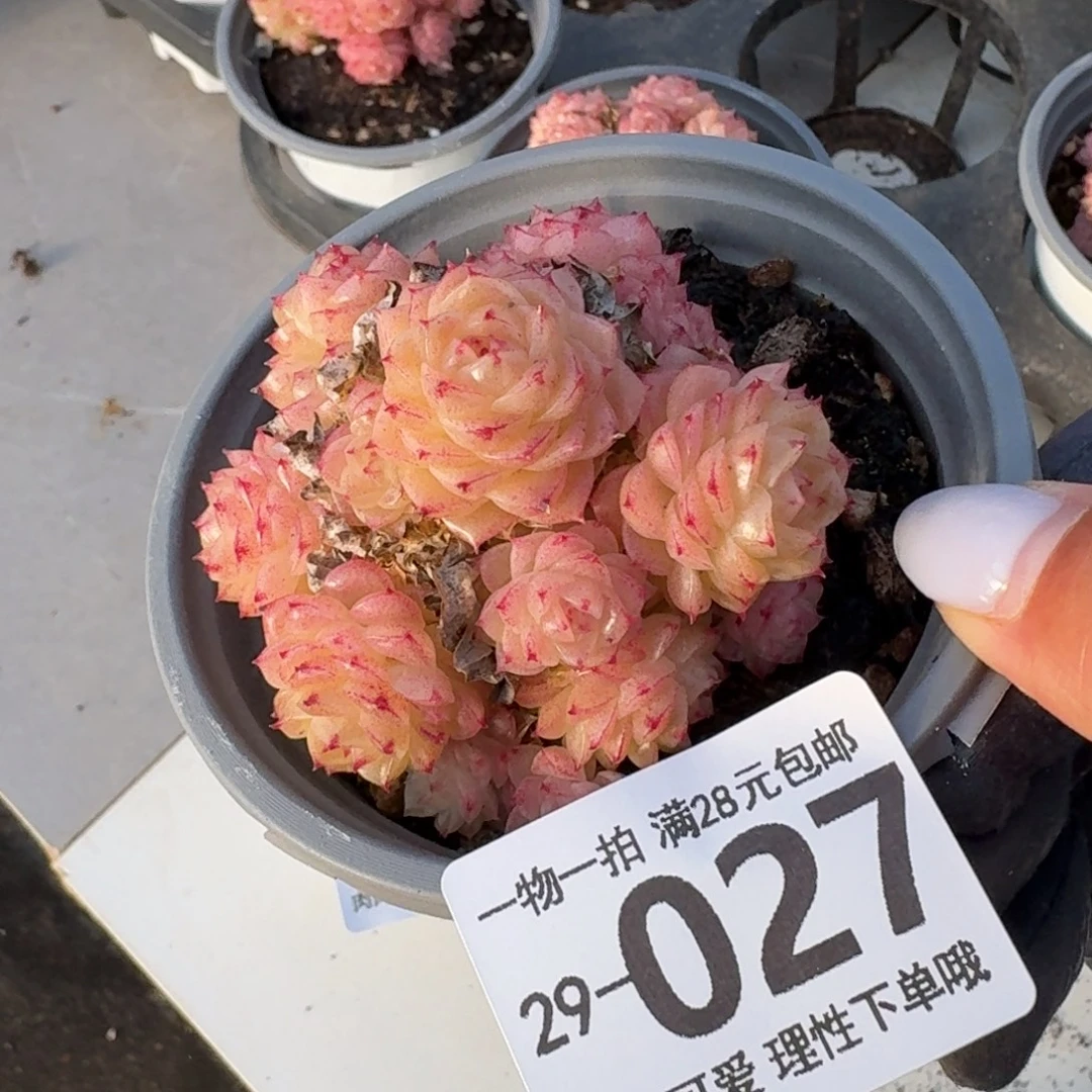 麦秆无盆土发货发