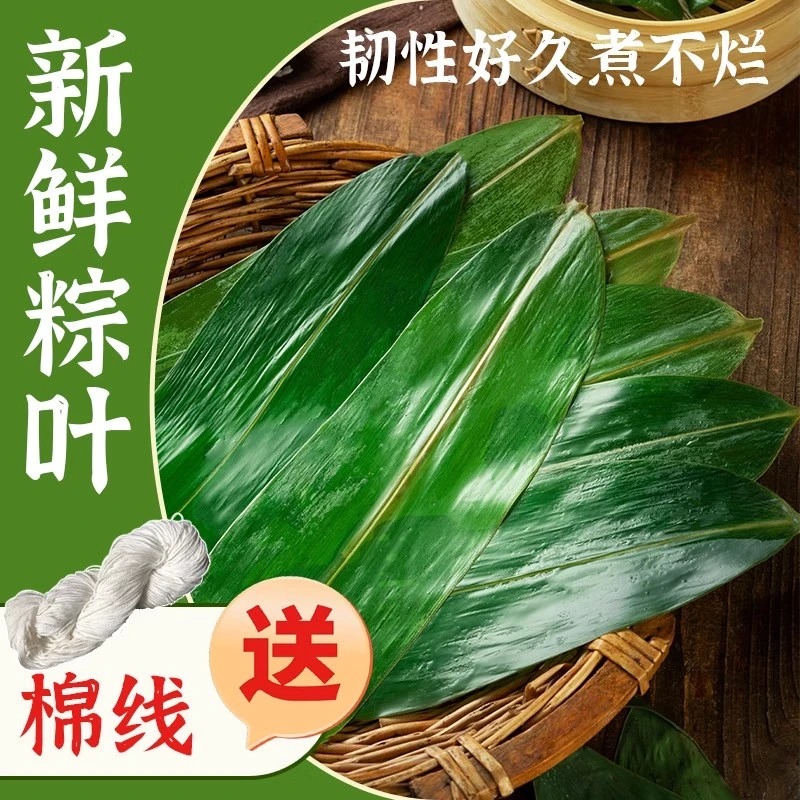 【现采现摘】新鲜粽叶竹叶摆盘装饰小叶子家商用大号包鲜棕叶子用具