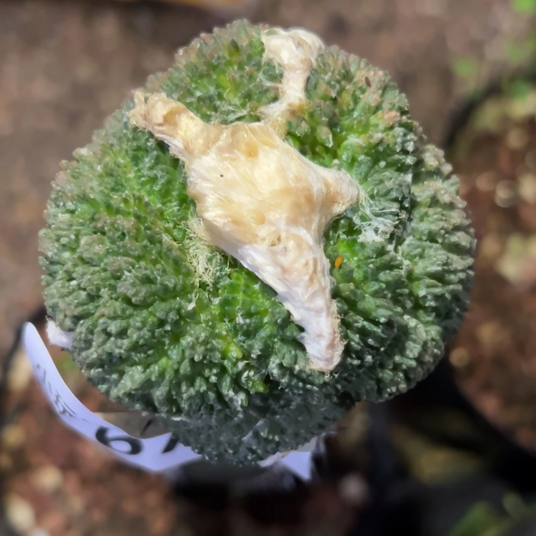 674 仙人球的比赛将于