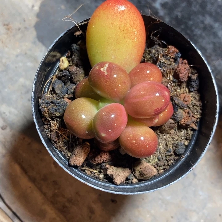 青*地正版潘朵拉锦多肉植物