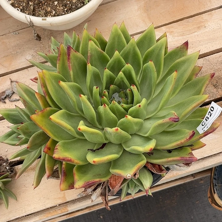 若如东云单拍C820