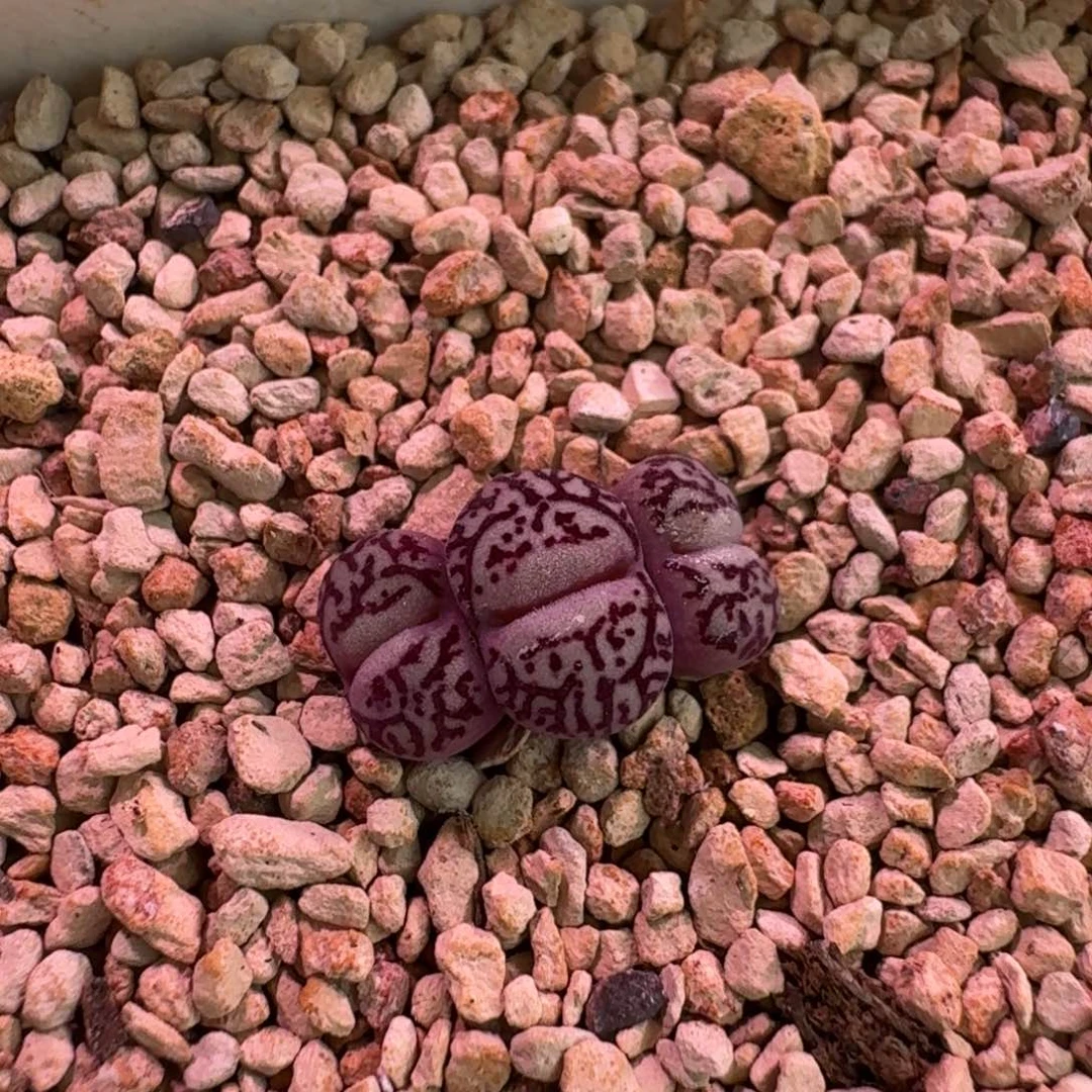 妙*佳云缦精品番杏5.12