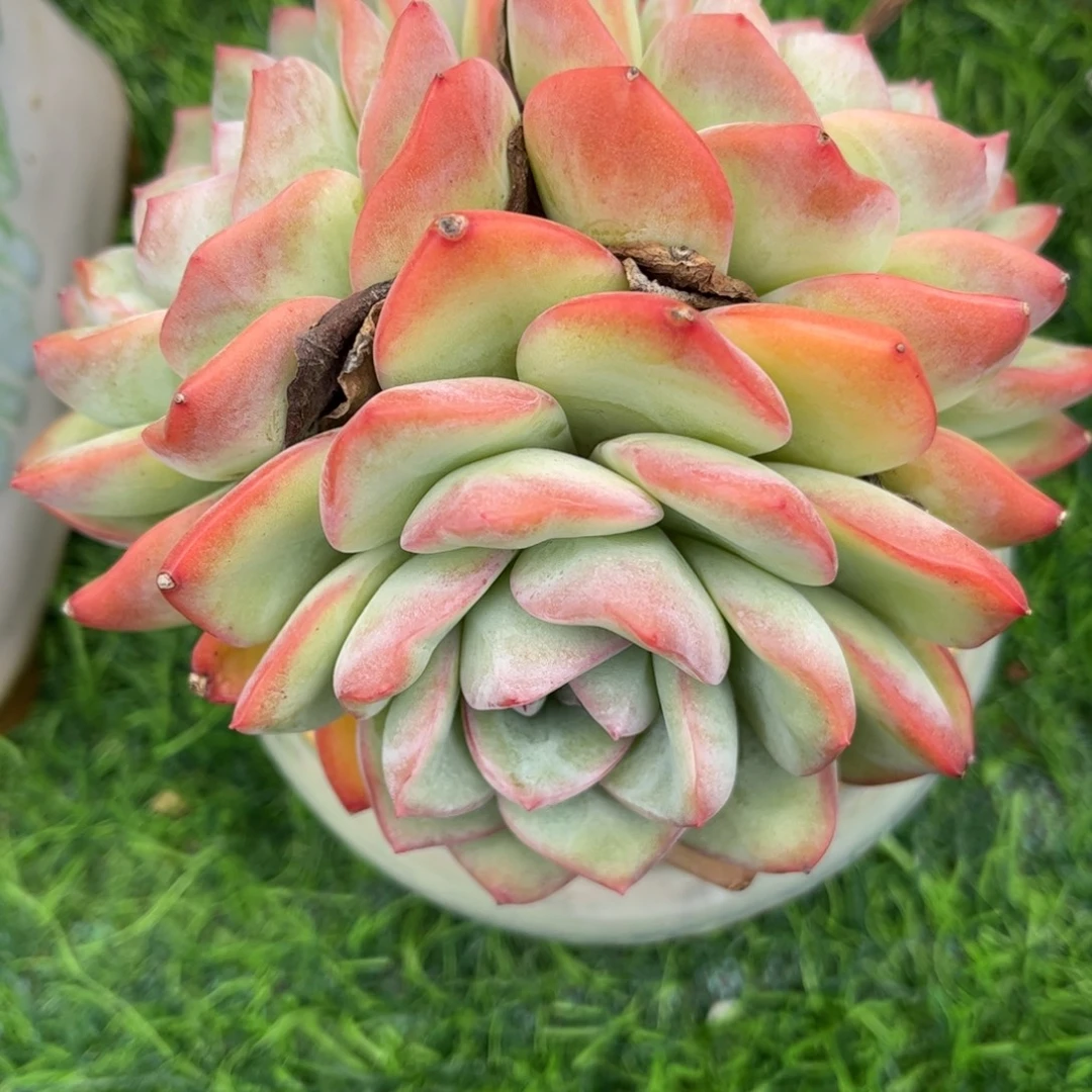 淼***y多肉植物3309 一定要拍个冷链哦