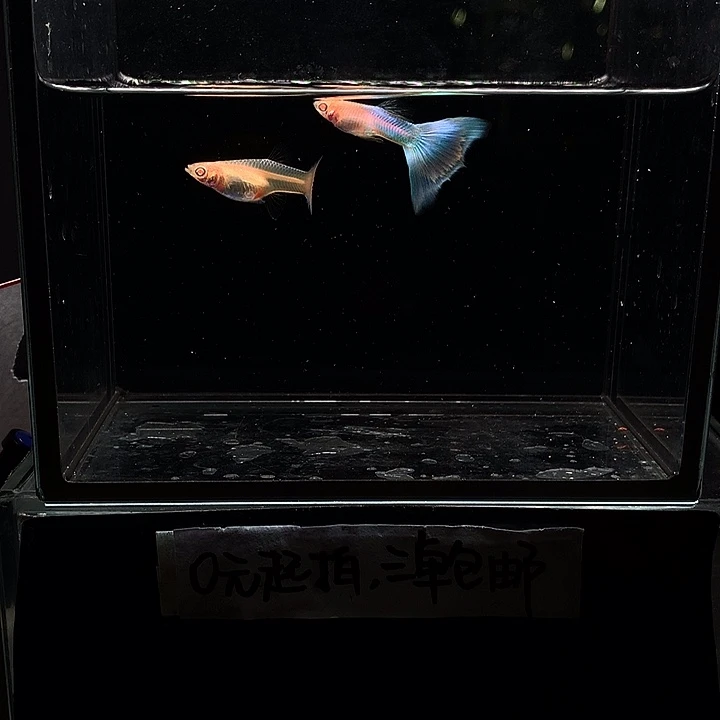 孔雀鱼拉朱莉幻彩白子一对