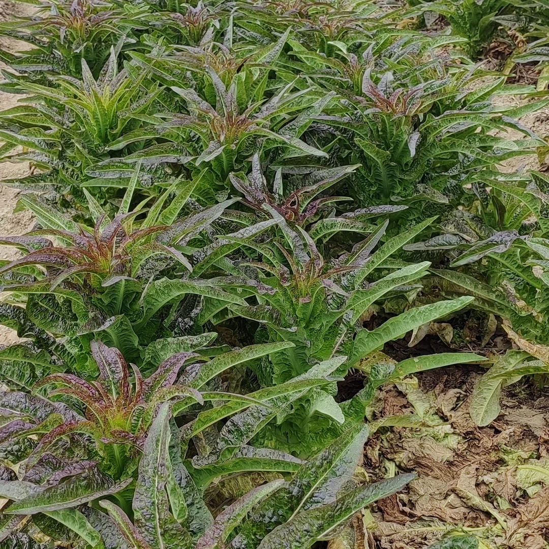 本地农家土莴笋5斤