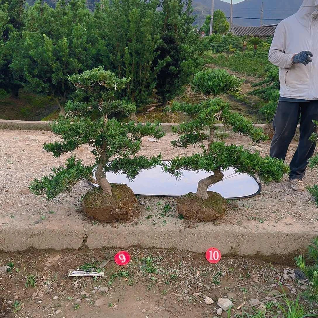 ༺***༻无花朵罗汉松盆景艺术