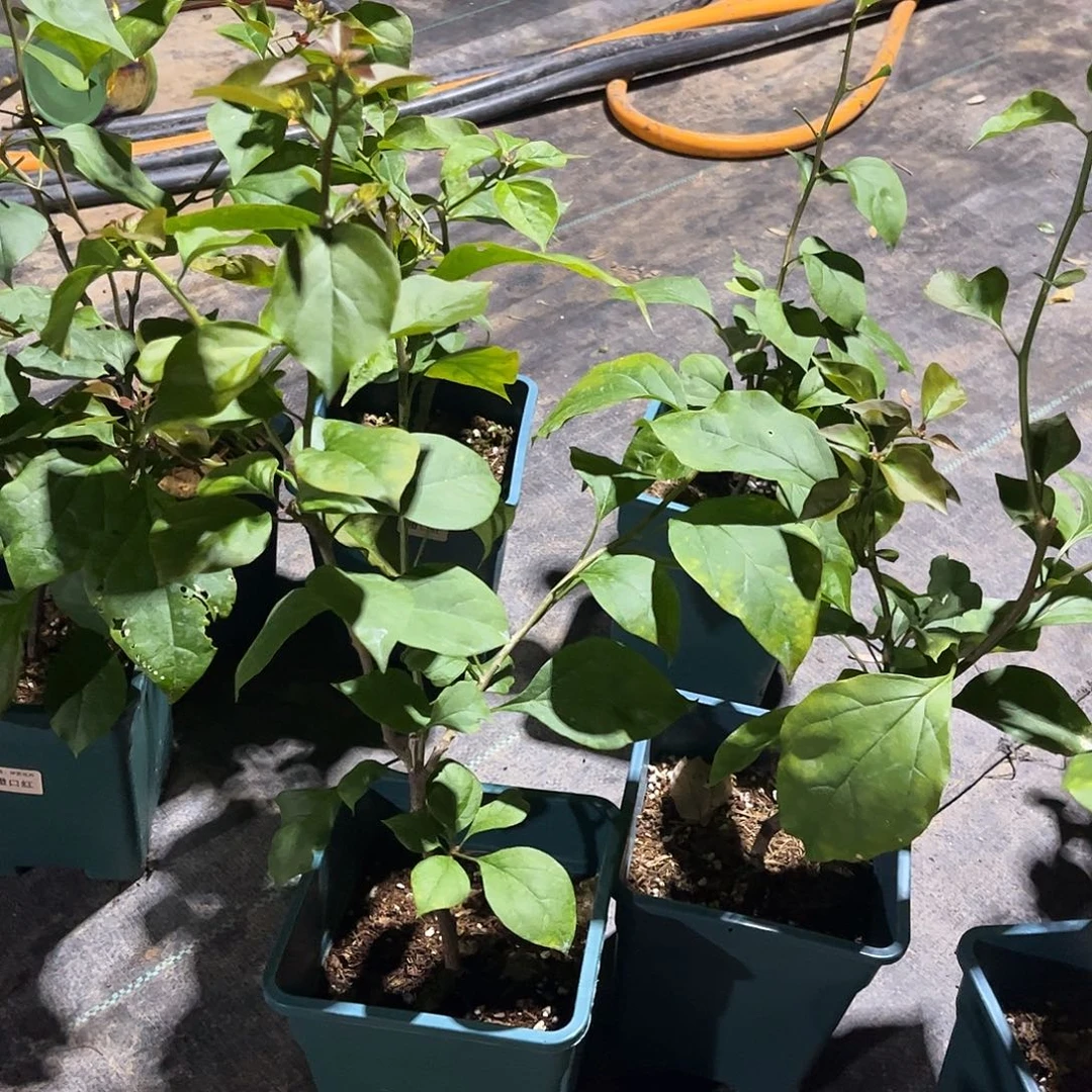 当前无花栽培后可以开花【橙口红1棵】随机发货福利款不售后