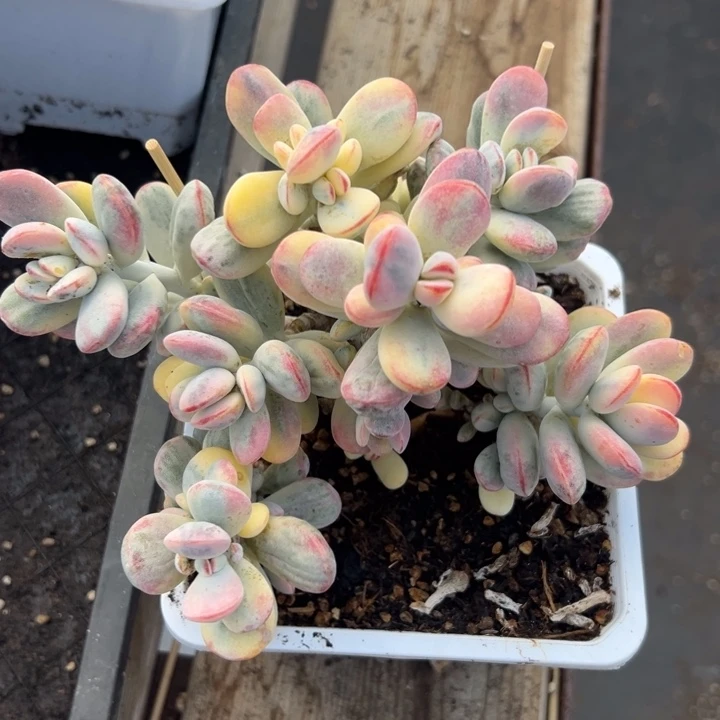 无花朵433号福娘锦无砍