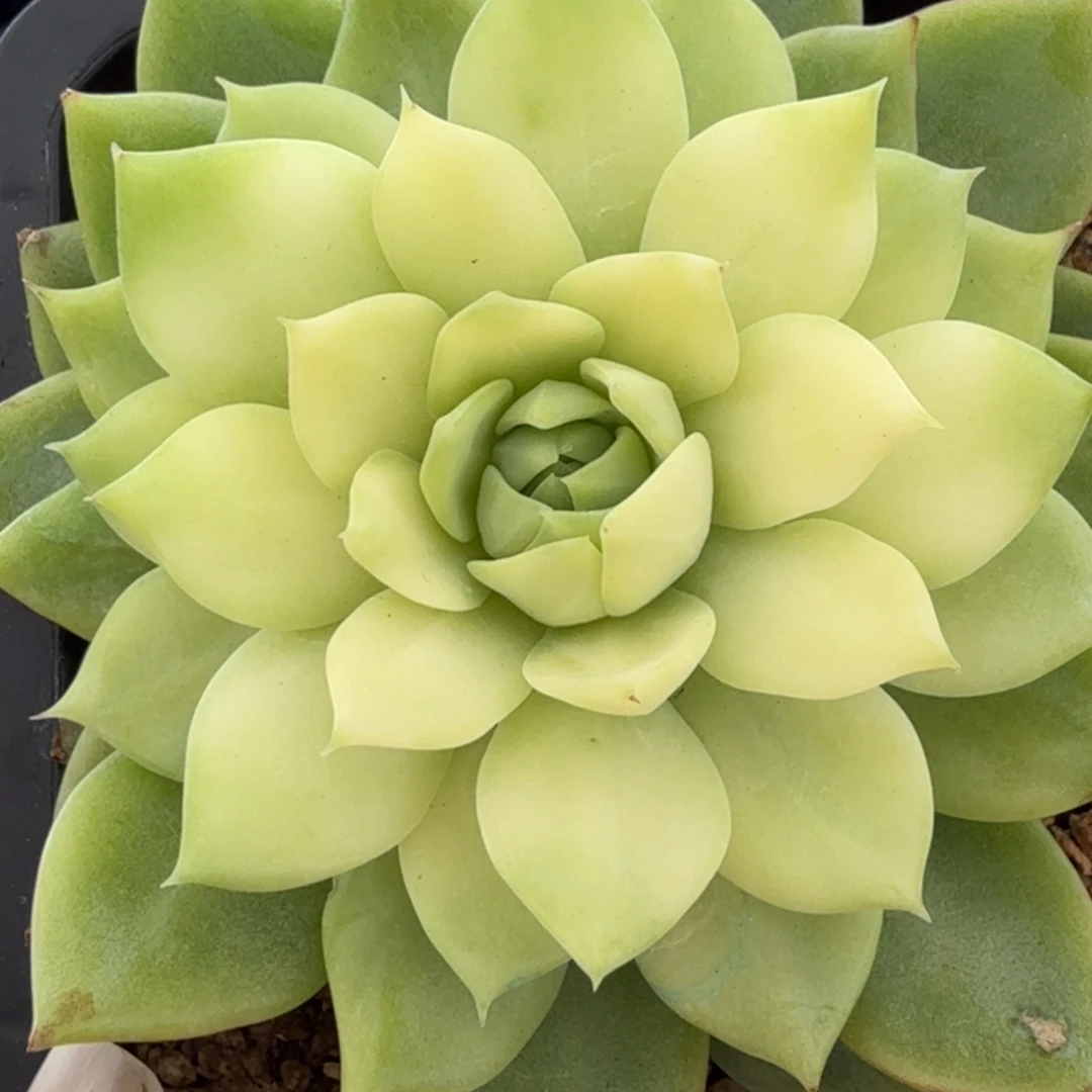 棱镜锦 安吉园艺锦