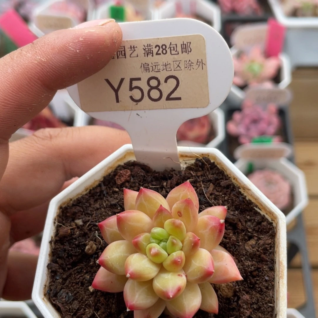 0582甲骨文4.0厘米