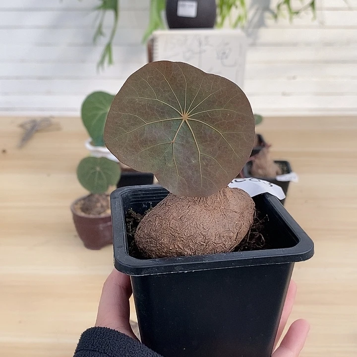 蓝***原一叶龟一物一拍不包叶损