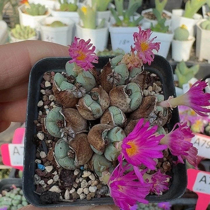 密密麻麻吗吗773密密麻麻