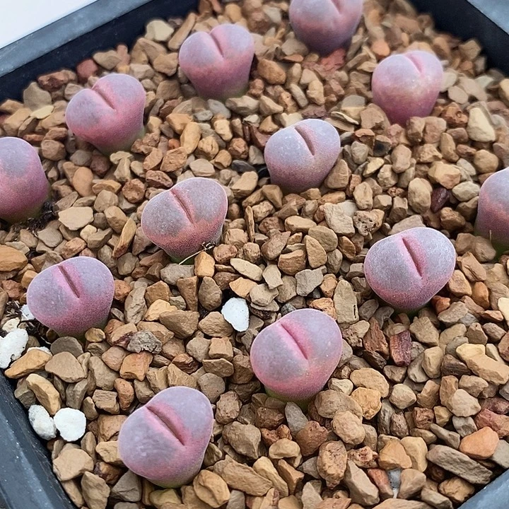 1141C10风铃优选一组12颗