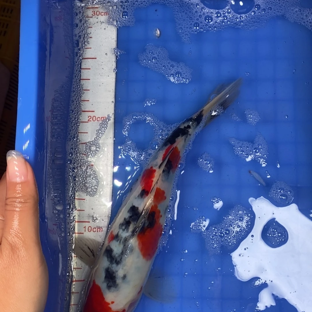 锦鲤冷水锦鲤包邮