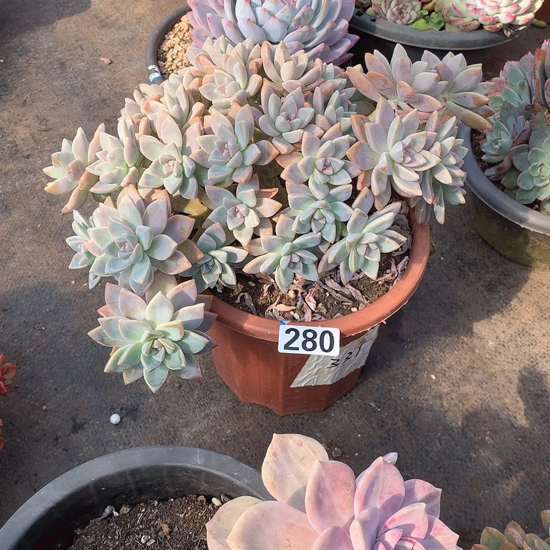 280淡雪缀 一物一拍多肉