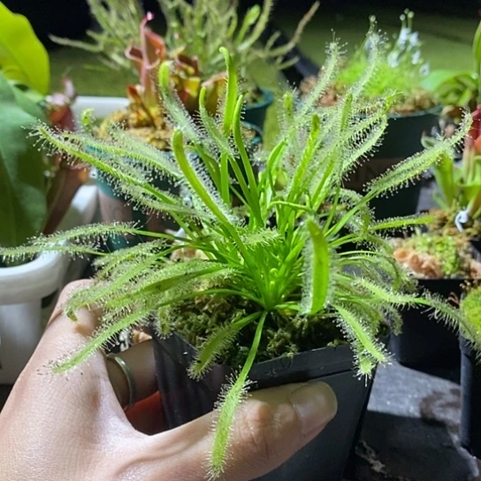 完全开放白好望角很多颗一盆