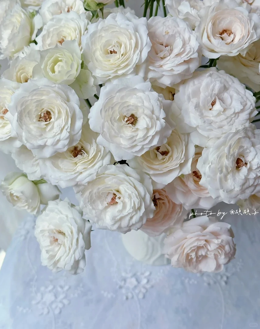 婵之语优选   白仙子酿植多头玫瑰