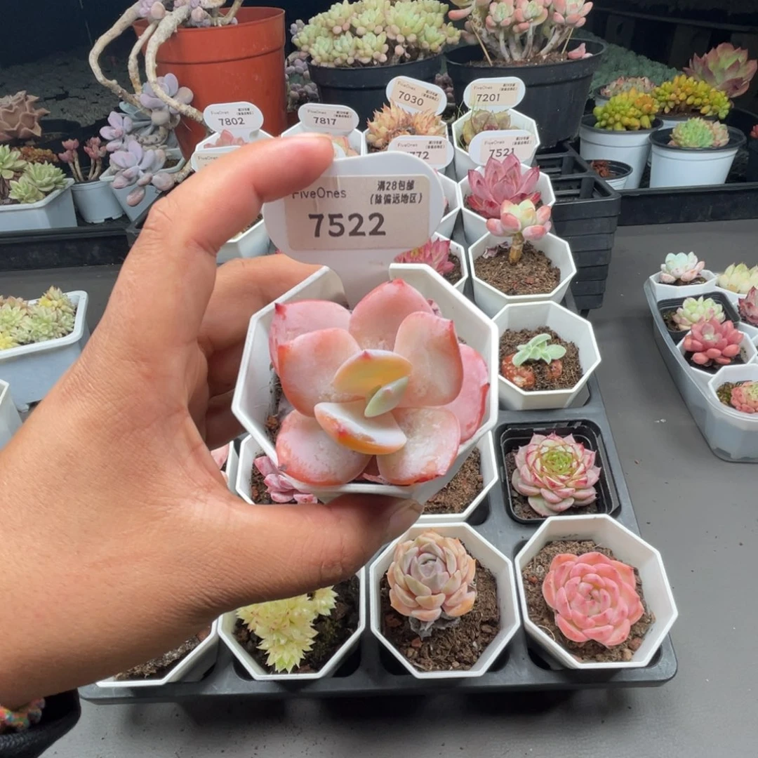 7522奶茶5.0厘米