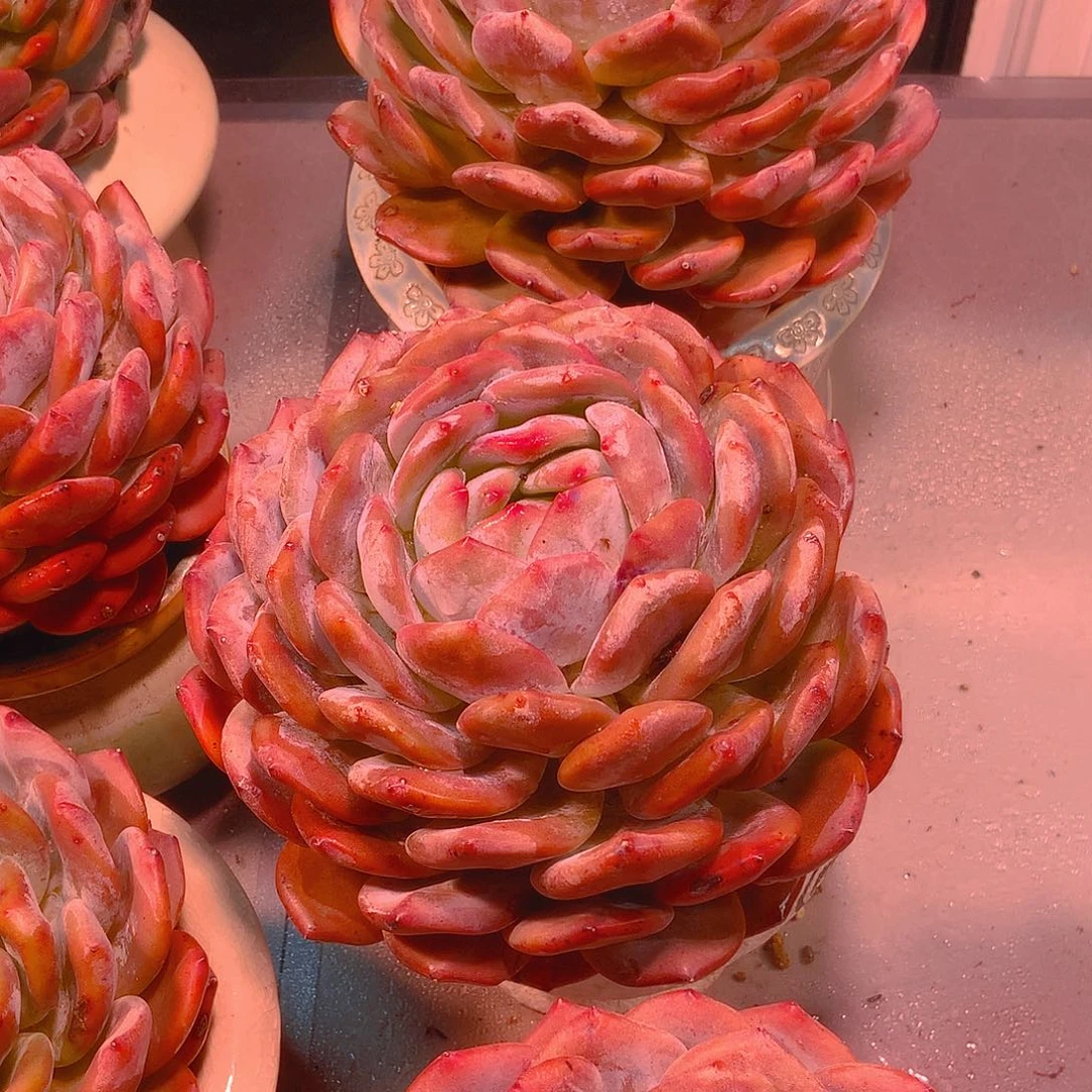 明**月韩版韩城一颗2颗一起