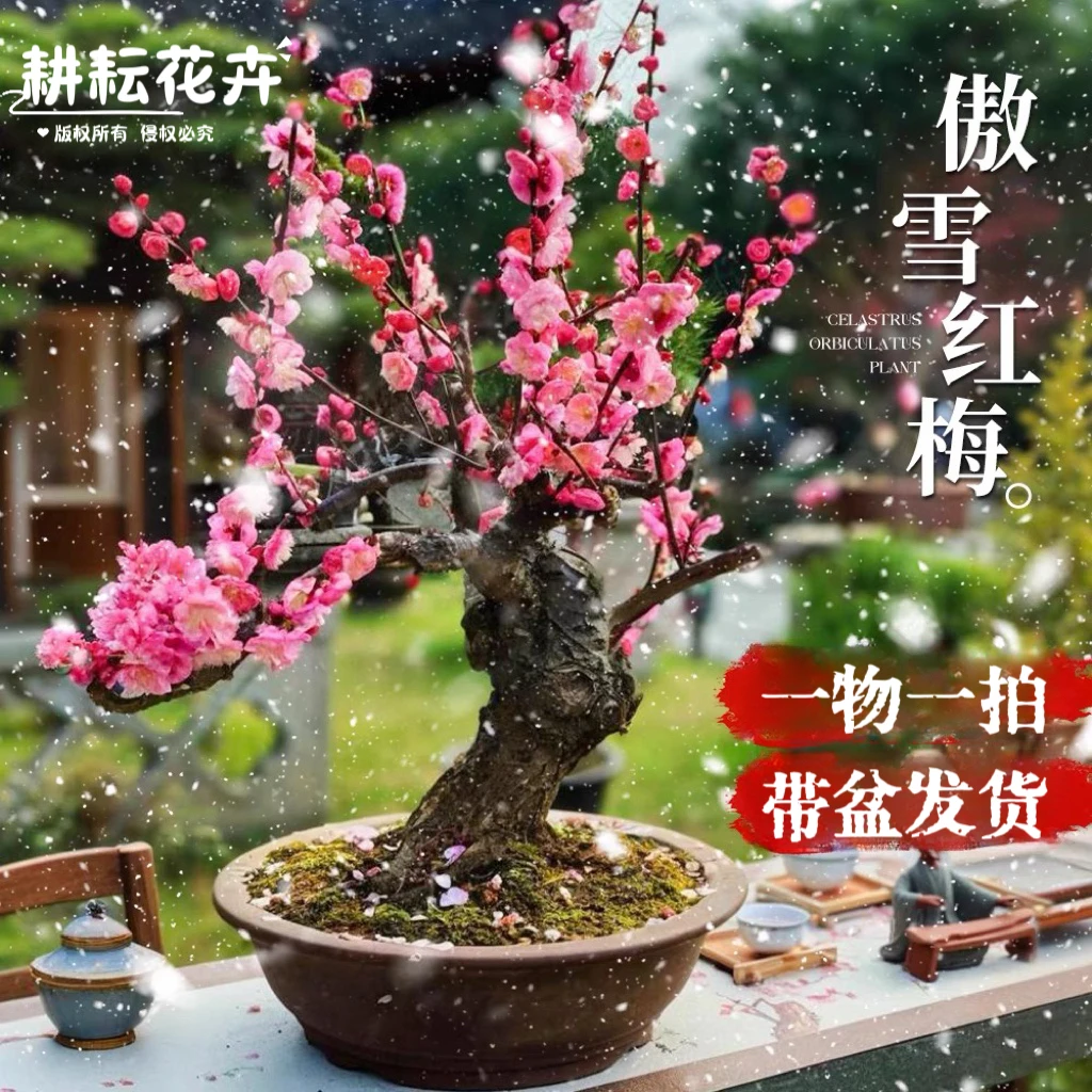 梅花树苗室内外耐寒绿植花卉跳枝腊梅老桩朱砂红梅盆景梅花盆栽