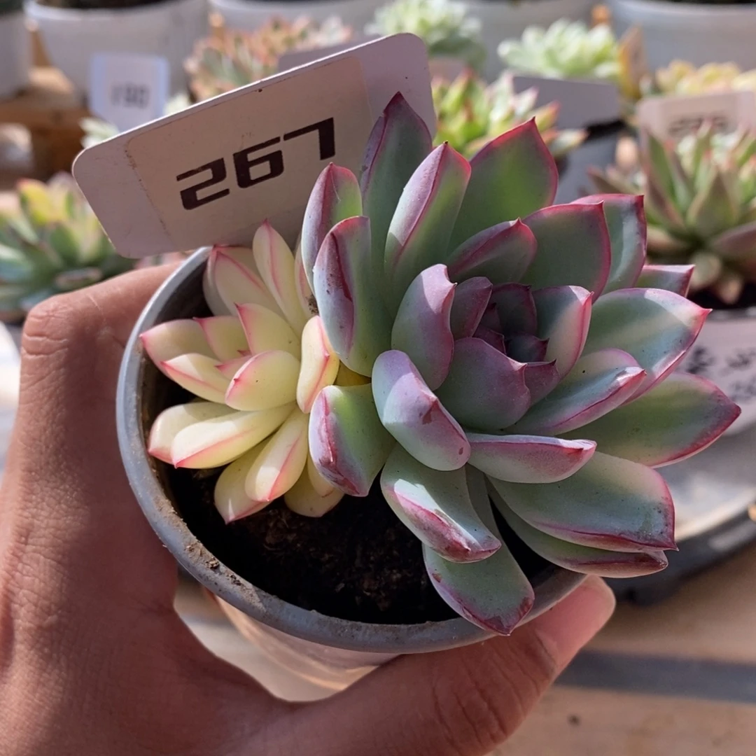 267号雨燕座多头哈哈