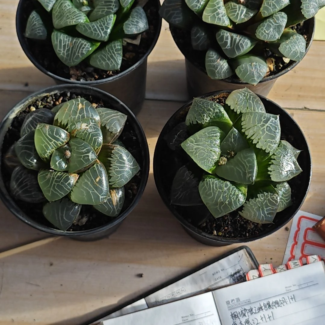 4颗克里克特多肉植物原盆