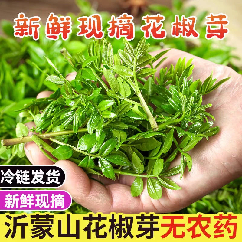 2025新鲜花椒芽头茬鲜嫩山东农家现摘花椒叶菜美味1斤2斤