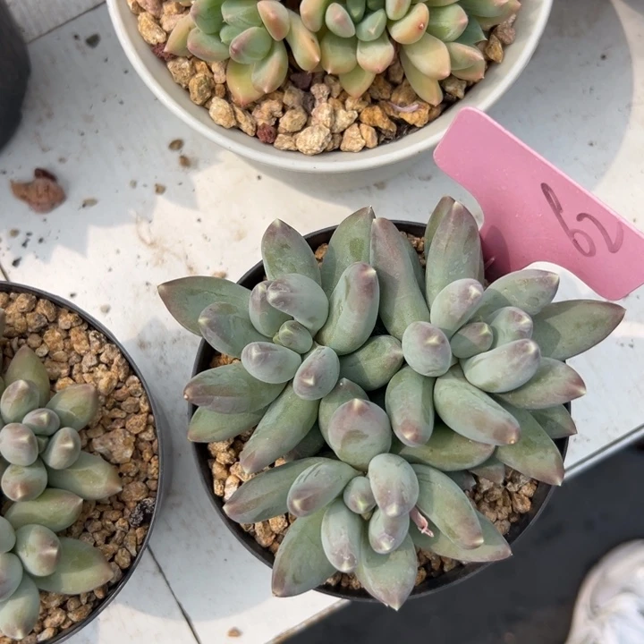 多肉植物等野生植物为