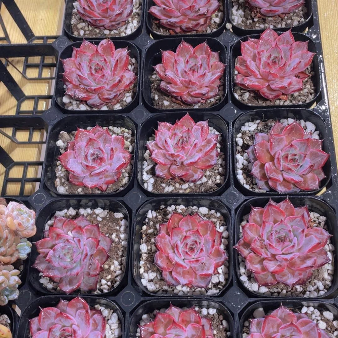 1050号 睫毛紫苏单头一个