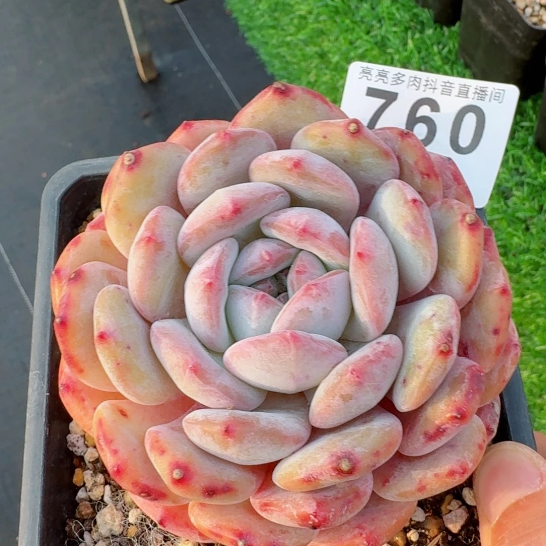 橙子         精品多肉