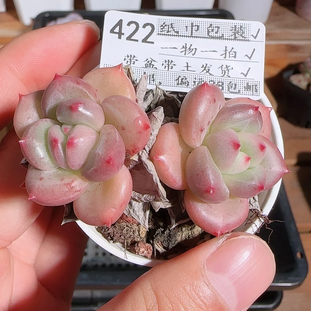 1108----422福利福利