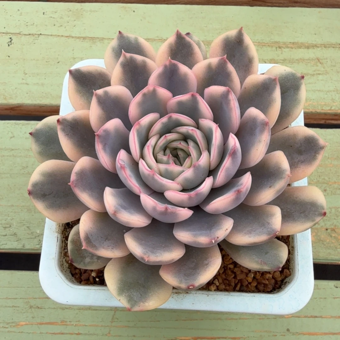 厚冰锦锦上园艺一物一拍