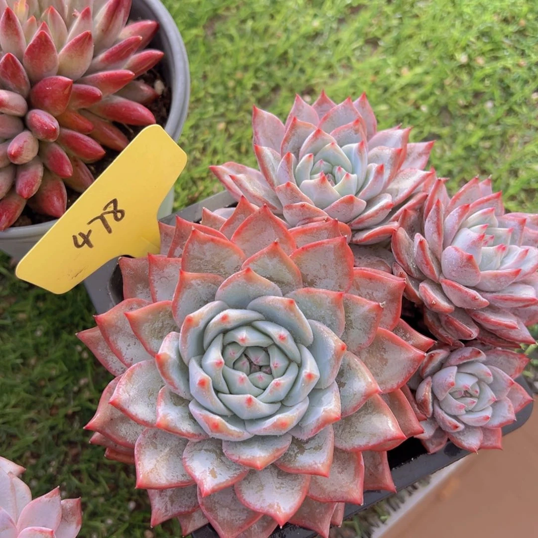 陈*桥香玉的故事是一个人的故事吗笑