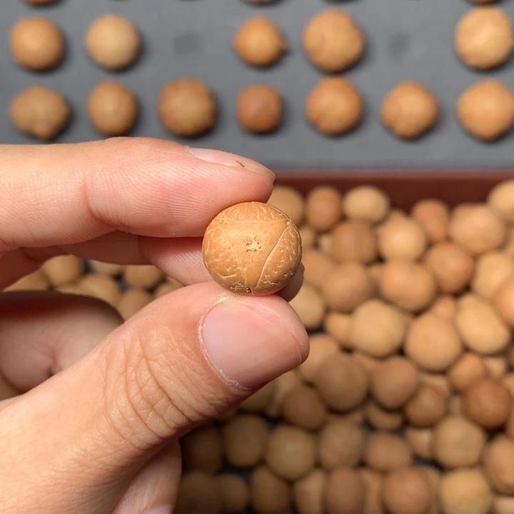 凤眼菩提吊坠诸**郎14mm龙眼单籽