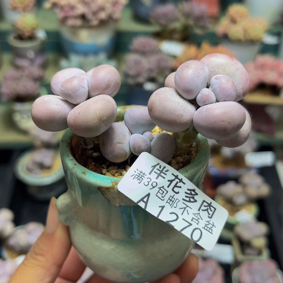 1270芭比奶酪5cm多肉